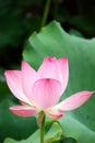 HYS0005Ã¯Â¼Å¡Lotus blooming in Yuyuantan Park, Beijing